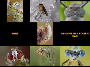 klicke hier, um die Datei herunterzuladen Insekten im Morgen Tau