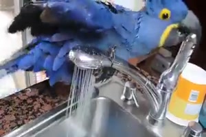 Papagei duscht sich