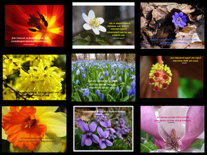 klicke hier, um die Datei herunterzuladen Frühling - tolle Bilder mit Lebensweisheiten
