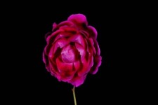 Live of a Rose Flower - Das Leben einer Rose