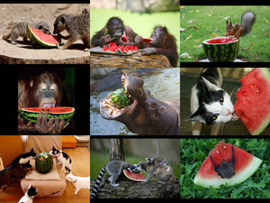 Tiere lieben Wassermelone