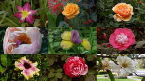 klicke hier, um die Datei herunterzuladen Remembering Ernesto - Erinnerung an Ernesto (Blumen)