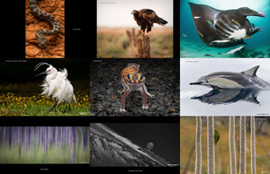 klicke hier, um die Datei herunterzuladen Australian Geographic - Natur Fotograf des Jahres 2017