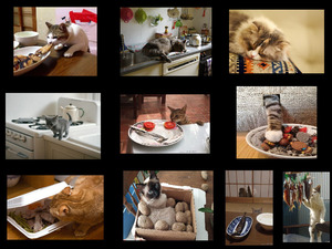klicke hier, um die Datei herunterzuladen Cats - Chats - Katzen