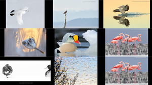 klicke hier, um die Datei herunterzuladen Bird Photographer of the Year 2017- Vogelfotograf des Jahres