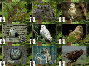 klicke hier, um die Datei herunterzuladen Hooters1