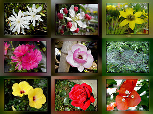 klicke hier, um die Datei herunterzuladen Flowers for you.. - Blumen für dich..