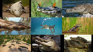 klicke hier, um die Datei herunterzuladen Krokodile