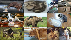 klicke hier, um die Datei herunterzuladen Amüsante Tiere