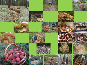 klicke hier, um die Datei herunterzuladen Pilzesammeln in Russland