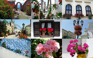 Geraniums 2 - Geranien 2