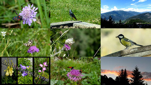 Buntes aus dem Wallis - (Natur und Tiere)