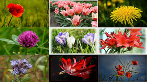 klicke hier, um die Datei herunterzuladen Fleurs - Blumen