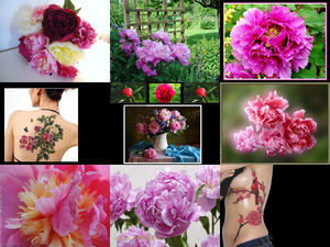 klicke hier, um die Datei herunterzuladen Les Pivoines - Die Pfingstrose Rose