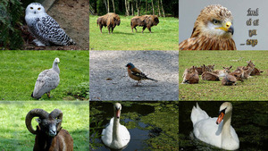 klicke hier, um die Datei herunterzuladen Look in to my eyes - Schau mir in die Augen (Tiere)