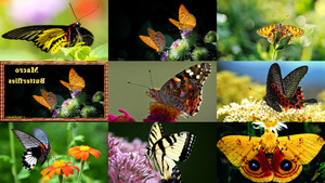 Macro Butterflies - Makro Schmetterlinge