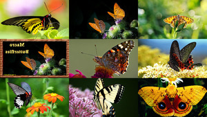 klicke hier, um die Datei herunterzuladen Macro Butterflies - Makro Schmetterlinge