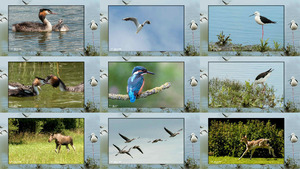 klicke hier, um die Datei herunterzuladen Op stelten - Auf Stelzen (Storch und Vögel)