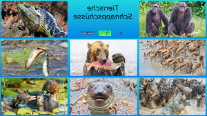 klicke hier, um die Datei herunterzuladen Tierische Schnappschuesse