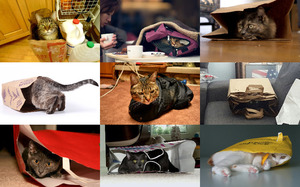 Cats in Bags - Katzen in Taschen