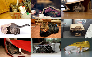 klicke hier, um die Datei herunterzuladen Cats in Bags - Katzen in Taschen
