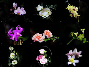 klicke hier, um die Datei herunterzuladen The full flower - Die volle blume