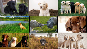 klicke hier, um die Datei herunterzuladen Labrador