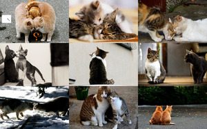 klicke hier, um die Datei herunterzuladen Two Hearts 1 - Zwei Herzen 1 (Katzen)