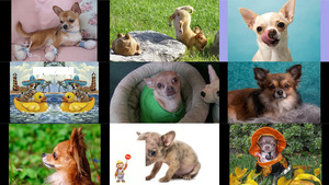 klicke hier, um die Datei herunterzuladen Chihuahua oder Chiwawa