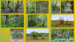 Zeeland - Hinter den Duenen