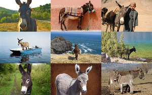 klicke hier, um die Datei herunterzuladen Burros - Esel