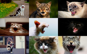 klicke hier, um die Datei herunterzuladen Sweet Vampires - Süße Vampire (Katzen)