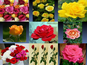 klicke hier, um die Datei herunterzuladen Beautyful Rosen 2