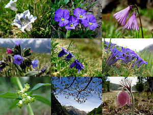 Alpenflora-1 - Alpenblumen 1