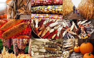 klicke hier, um die Datei herunterzuladen Fall Corn - Herbst Mais