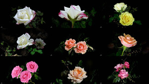 klicke hier, um die Datei herunterzuladen Ssst... I' m-Dreaming - Ssst ... Ich bin-Träumen (Blumen)