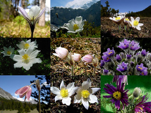 Alpenanemonen - Luci - (Blumen)