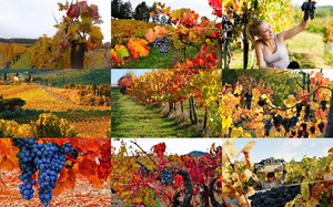 klicke hier, um die Datei herunterzuladen Autumn Grapes - Herbsttrauben