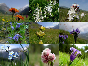 Alpenflora-2 - Alpenblumen 2