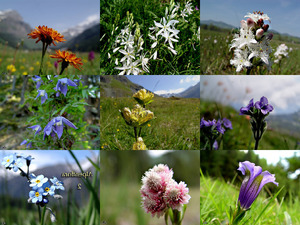 klicke hier, um die Datei herunterzuladen Alpenflora-2 - Alpenblumen 2
