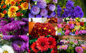 klicke hier, um die Datei herunterzuladen Autumn Flowers 1 - Herbstblumen 1