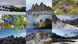 Drei Zinnen (Berge und Blumen)