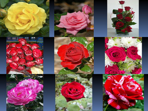 klicke hier, um die Datei herunterzuladen Beautyful Rosen 3