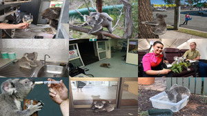 klicke hier, um die Datei herunterzuladen Mutige Koalas.Erika