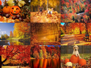 klicke hier, um die Datei herunterzuladen Herbstfarben 17