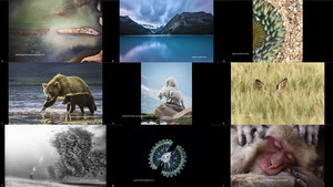 klicke hier, um die Datei herunterzuladen 2017 National Geographic Nature Photographer of the Year 1 -