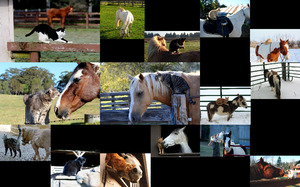 klicke hier, um die Datei herunterzuladen Cats & Horses - Katzen & Pferde
