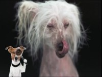 Schüttelhunde