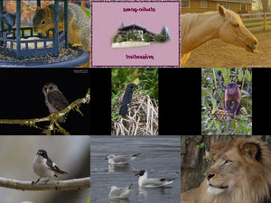 Bilder-Galerie vom 08082017 5. Tiere