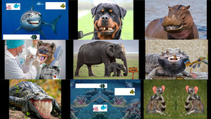 klicke hier, um die Datei herunterzuladen Seltene Tiere